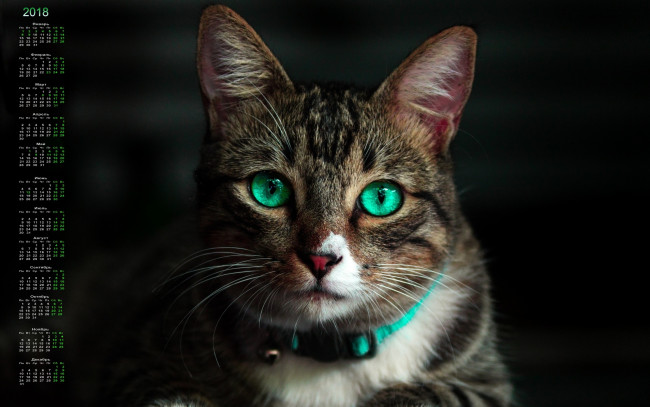 Обои картинки фото календари, животные, взгляд, кошка, 2018, черный, фон