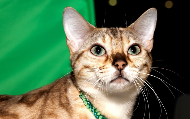 Обои картинки фото животные, коты, взгляд