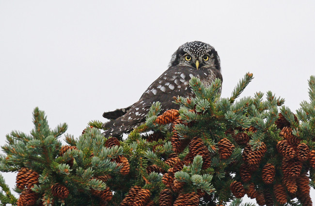 Обои картинки фото животные, совы, клюв, ястребиная, сова, птица, шишки