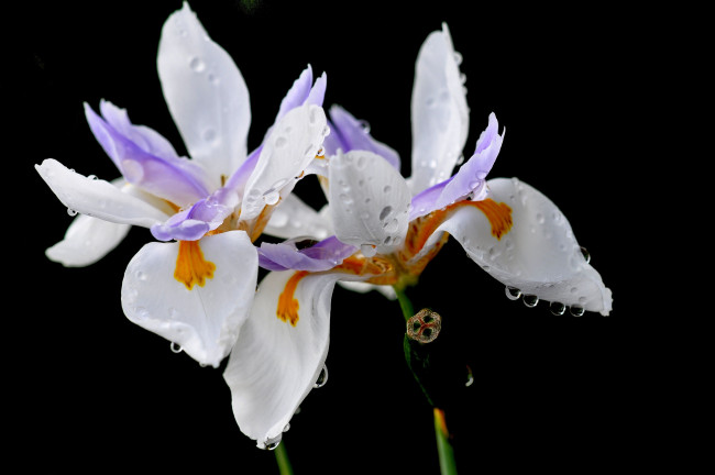 Обои картинки фото цветы, ирисы, ирис, капли, лепестки, роса