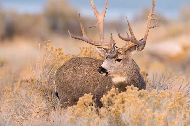 Обои картинки фото животные, олени, олень, осень, природа