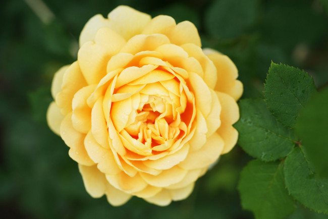 Обои картинки фото цветы, розы, листья, лепестки, бутон, роза, blossoms, leaves, petals, bud, rose, цветение