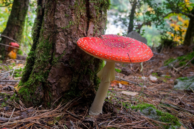 Обои картинки фото природа, грибы,  мухомор, лес
