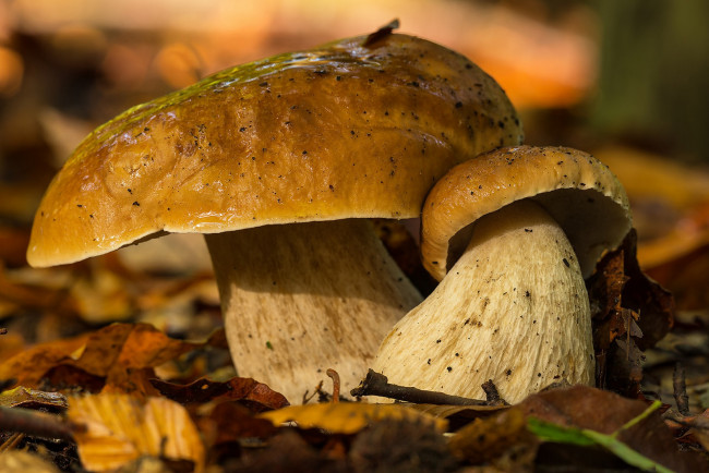 Обои картинки фото природа, грибы, лес