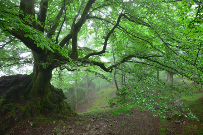 Обои картинки фото природа, лес, простор