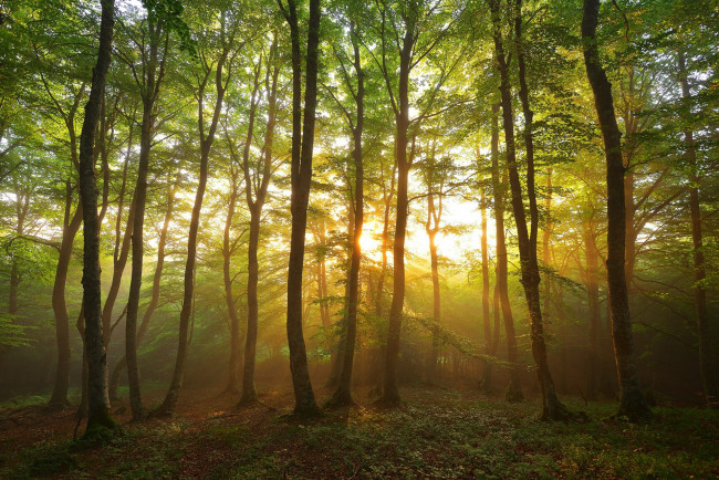 Обои картинки фото природа, лес, простор