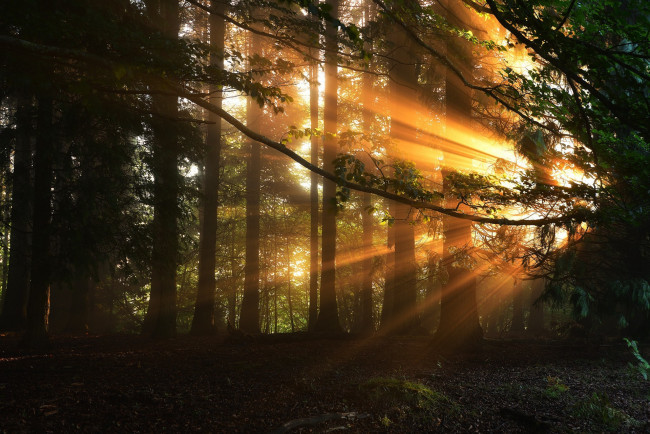 Обои картинки фото природа, лес, простор