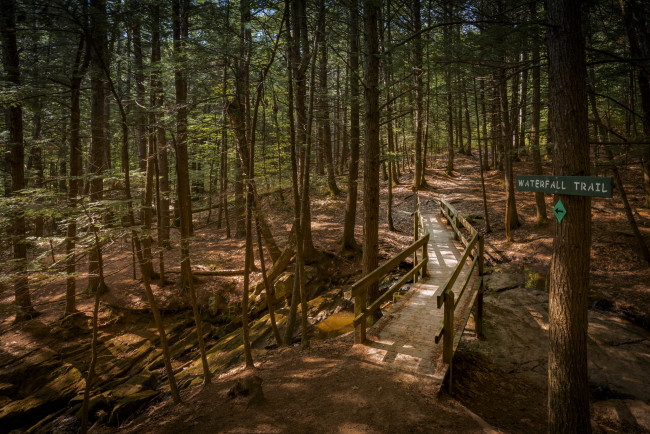 Обои картинки фото природа, лес, простор