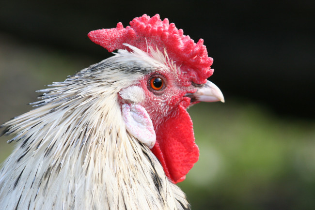 Обои картинки фото животные, куры,  петухи, петух