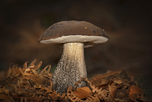 Обои картинки фото природа, грибы, лес