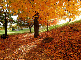 Картинка природа парк листопад осень