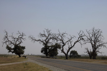 Картинка природа дороги деревья дорога