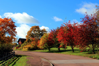 Картинка природа дороги деревья дорога осень