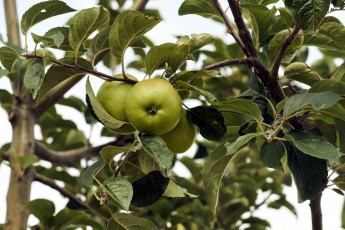 Картинка природа плоды яблоки