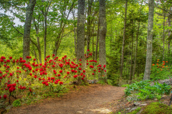 Картинка природа лес простор