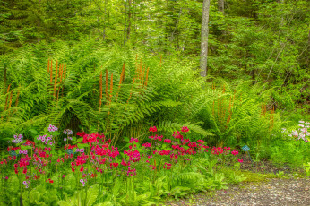 Картинка природа лес простор