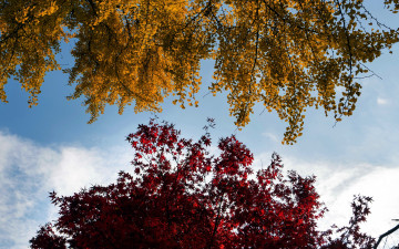 Картинка природа деревья осень