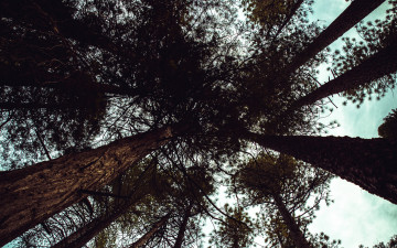 Картинка природа деревья сосны