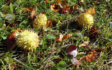 Картинка природа шишки +жёлуди +каштаны каштаны