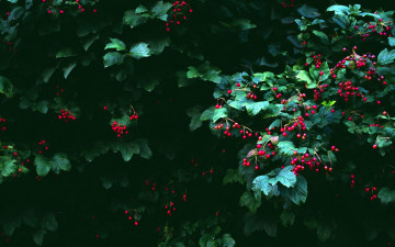 Картинка природа Ягоды куст