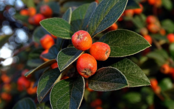 Картинка природа Ягоды ветка