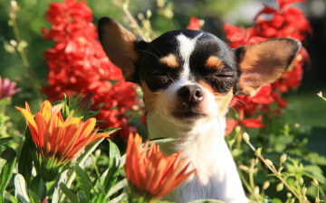 Картинка животные собаки цветы портрет уши мордашка пёсик Чихуахуа собачонка