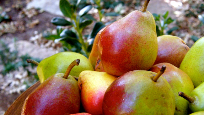 Обои картинки фото еда, груши, фрукты