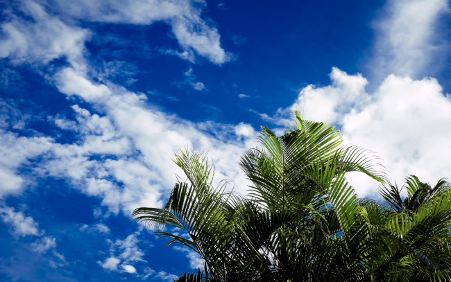 Обои картинки фото природа, деревья, пальмы