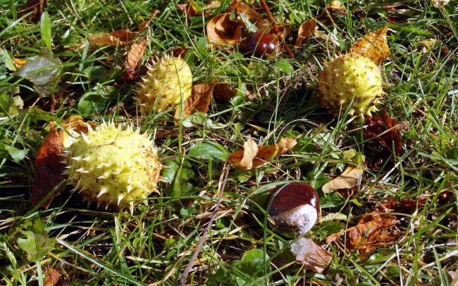 Обои картинки фото природа, шишки,  жёлуди,  каштаны, каштаны