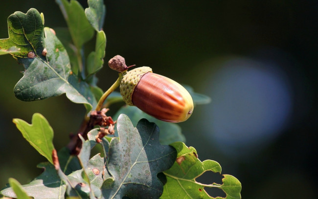 Обои картинки фото природа, шишки,  жёлуди,  каштаны, желуди