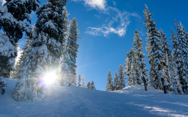 Обои картинки фото природа, зима, снег