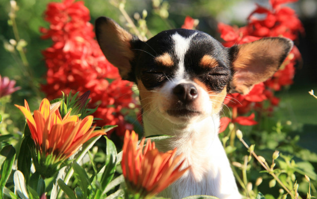 Обои картинки фото животные, собаки, цветы, портрет, уши, мордашка, пёсик, Чихуахуа, собачонка