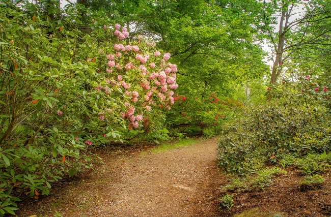 Обои картинки фото природа, парк, простор