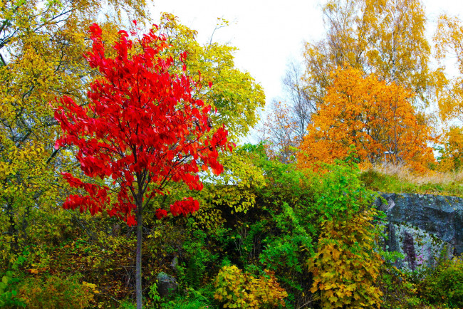 Обои картинки фото природа, деревья, осень