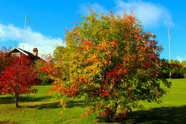 Обои картинки фото природа, деревья, осень