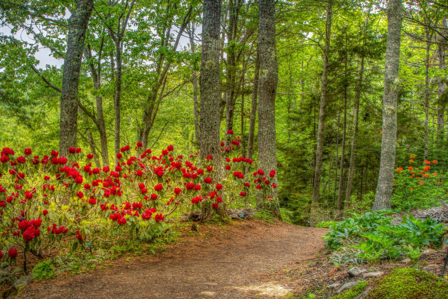 Обои картинки фото природа, лес, простор