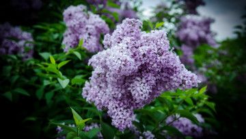 Картинка цветы сирень куст весна