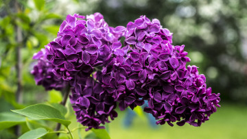 Картинка цветы сирень ветка весна