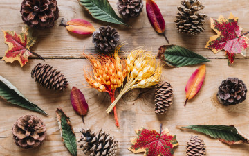 Картинка природа шишки +жёлуди +каштаны