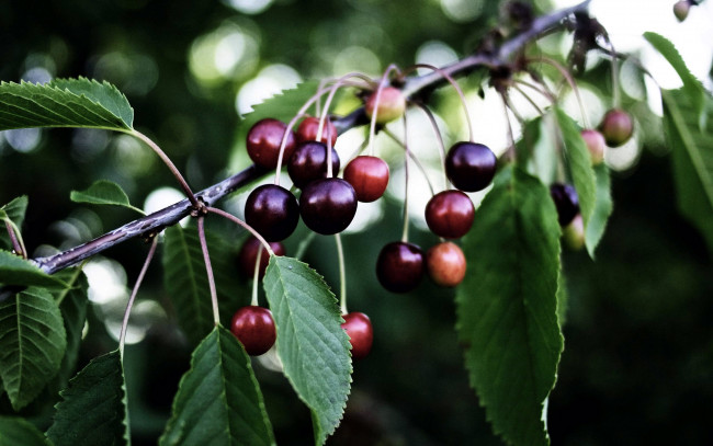 Обои картинки фото природа, ягоды, вишни