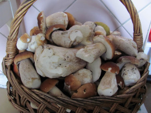 Картинка еда грибы +грибные+блюда боровики