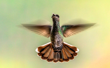 Картинка животные колибри полет