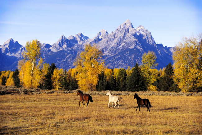 Обои картинки фото животные, лошади, поле, деревья, лес, осень, горы