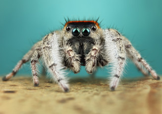 обоя животные, пауки, мохнатый
