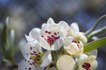 обоя цветы, цветущие деревья ,  кустарники, весна