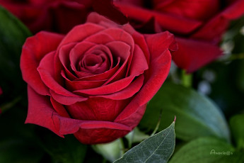 обоя цветы, розы, цветок