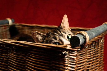 обоя животные, коты, кот, корзина