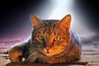 обоя животные, коты, кот, свет