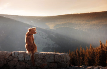 обоя животные, собаки, собака, осень, горы, стена
