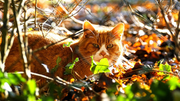 обоя животные, коты, кот, рыжий, кусты, листья, осень